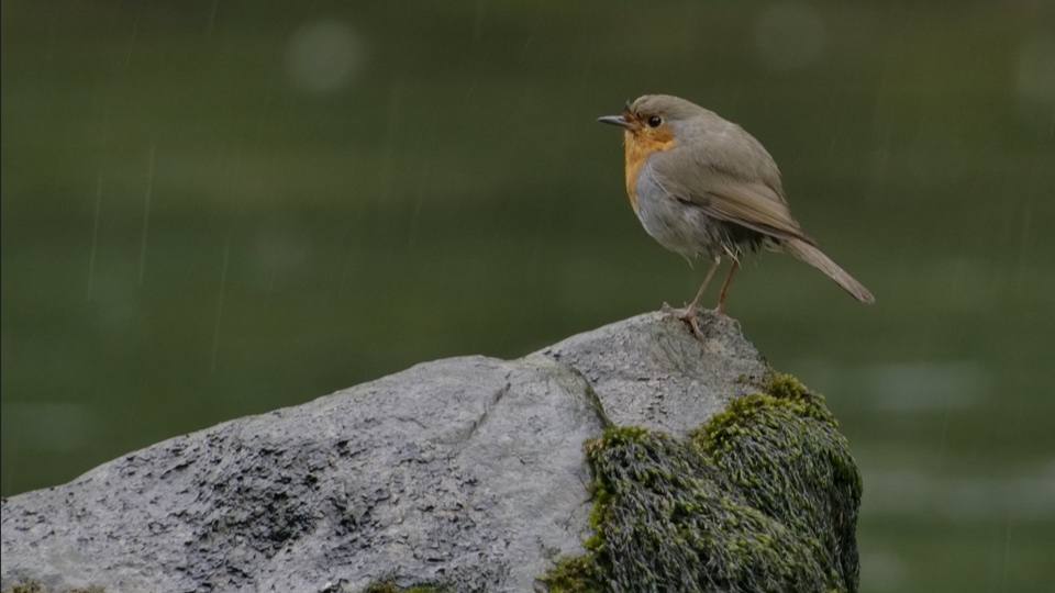 Quand vient la pluie... - Photo n°2