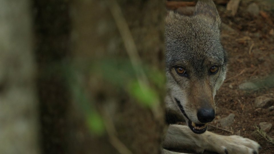 Loup, où es-tu ? - Photo n°1