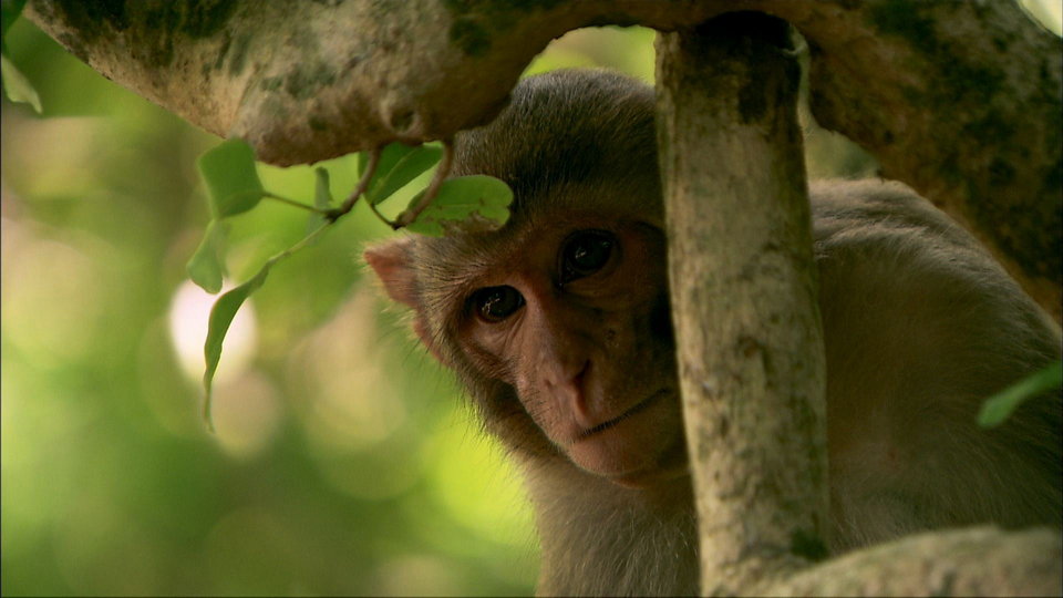 Primates des Caraïbes - Photo n°2